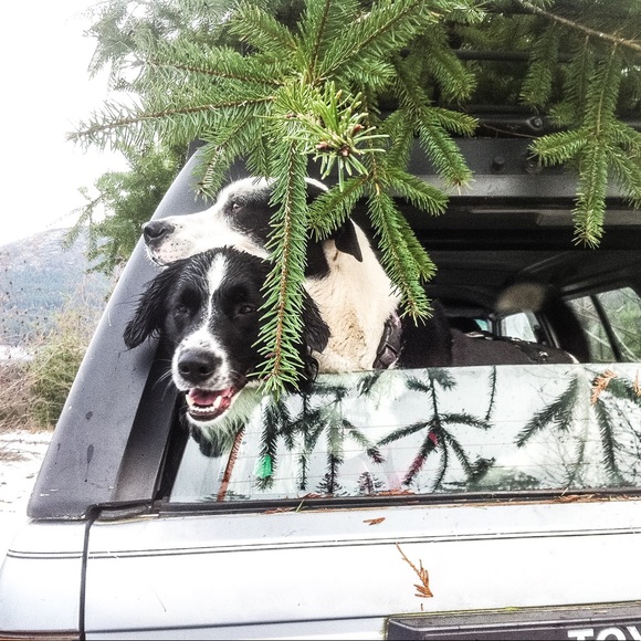 Meet your Posher, Kacey - Picture 1 of 1